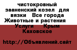 чистокровный зааненский козел  для вязки - Все города Животные и растения » Услуги   . Крым,Каховское